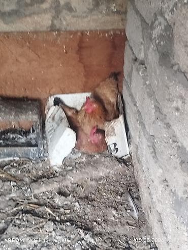 Toyuq, Damazlıq, Ünvandan götürmə — 7