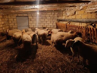 Satış üçün qoyun sürüsü və quzular 17 dənə cavan damazlıq qoyunlar