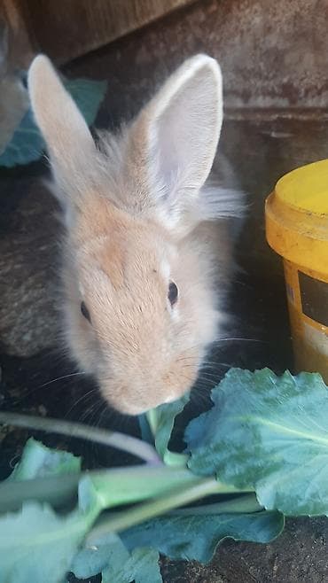 dövsan: Dovşanlar 5 manatdan 15 manata qədər — 2