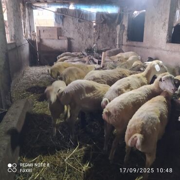 quzu qarni qiymeti: Əmlik quzular diri çəki 10 manat. Böyük quzular 9 manatdan — 3