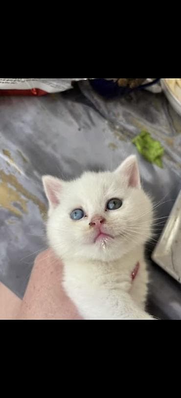 Şotland yastı qulaq — 3