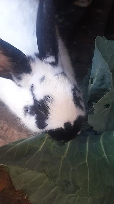 dövsan: Dovşanlar 5 manatdan 15 manata qədər — 4