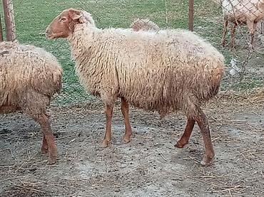 Akvariumlar: Boğaz qoyun lar 190 dan 220 yə kimi — 2