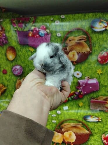 работа выгул собак бишкек: Karlik dovsan lar var satisda Vatsapda aktivdi Dovsan ayit Qefes de — 7