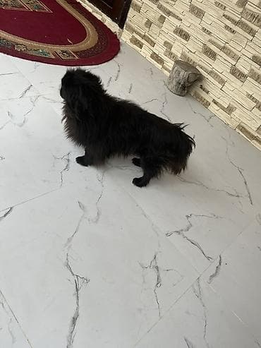 Пекинес — 4