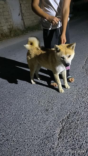 bala xaski: Akita-inu, Dişi, Peyvəndli, Ünvandan götürmə — 8