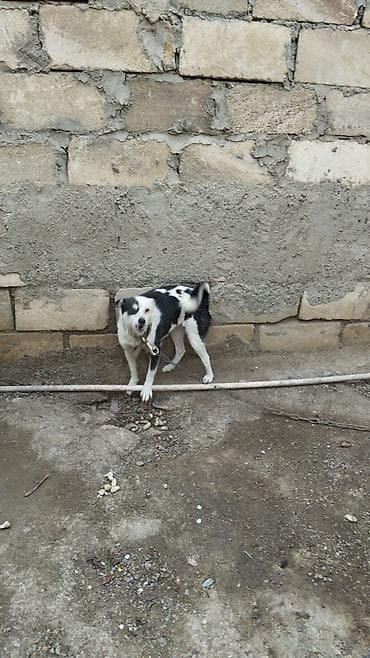 Qara-ağ rəngli it - Orta ölçülü, qısa tüklü, aktiv və çevik - Qara-ağ