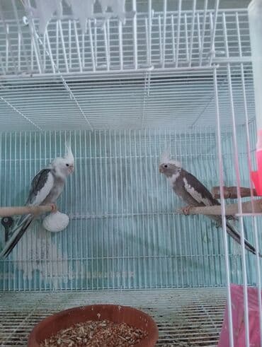 1 kq bugdanin qiymeti: Yanaqsız karella,bala veren cütler.Qefes yuva yem ve su qabı birlikde — 3