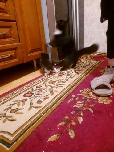 где можно купить котенка: Məhsul: Ev pişiyi və balası Təsvir: - Şəkillərdə iki pişik görünür — 2