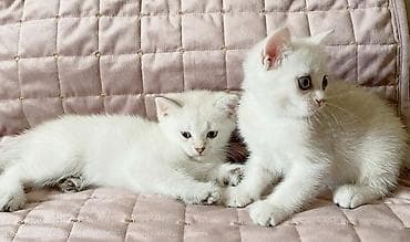 fars pişik: Şinşilla, Erkək, Dişi, Yaxşı əllərə, Ünvandan götürmə — 2