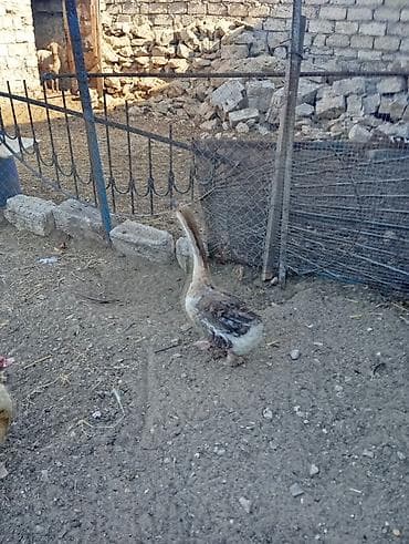 husky balasi satilir: Erkək, Damazlıq, Ünvandan götürmə — 1