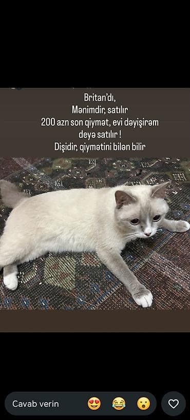 heyvan bazari: Şotland, Dişi — 2