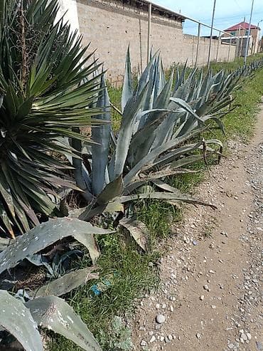 kalanxoye bitkisi: QİYMƏT RAZILAŞMA YOU İLƏ. Aqava americana (mavi aqava) – — 4