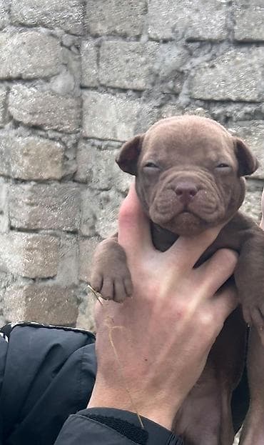 Akvariumlar: Pitbul, 2 ay, Erkek, Sənədli, Ödənişli çatdırılma — 3