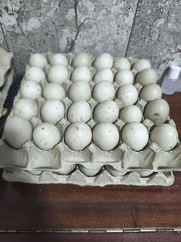 lavanda satışı: Məhsul: lal ördək yumurtası lal ordek yumurtasi satilir, krasnadar — 1