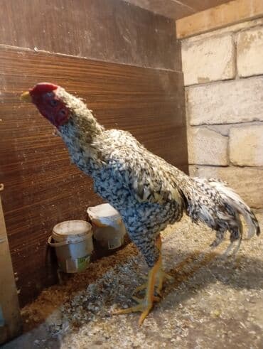 heyratı o şamo: Xoruz, Heyratı, il: 1, Ünvandan götürmə — 2