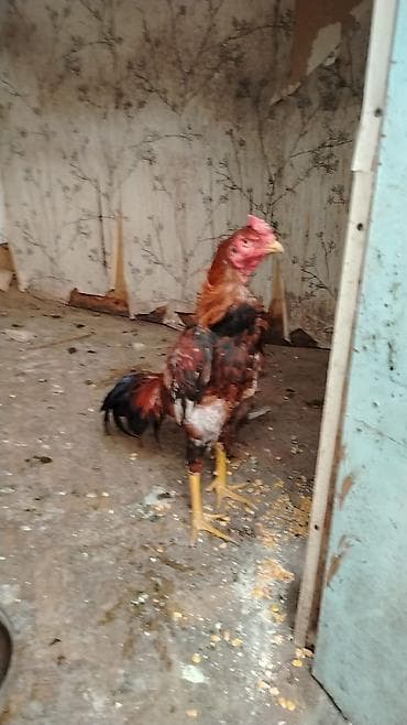 sumatra xoruz: Doluy super heyvan axdaralar gəlsin 1 ilin xorzudu gözəl heyvandı bir — 4
