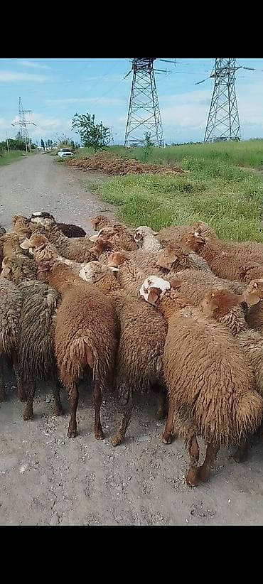 heyvan kokeltme dermanlari: Erkey quzular Diri çəki 9 azn — 1