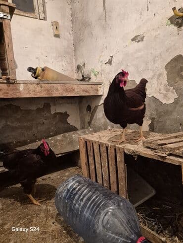 Qoyunlar, qoçlar: Toyuq, Yumurtalıq — 6