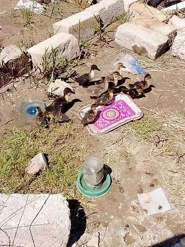 Ördək: 5 lal ordekdi 6 ədəd qariwigdi. ciddi alıcıya çatdırılma edərəm — 2
