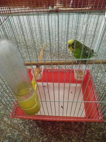 Dalğalı papağan və qəfəs dəsti - Növlə: Dalğalı papağan (budgerigar)