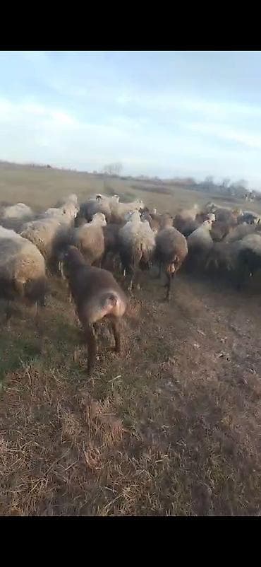 gence toyuq cuce: Əvvəla salam aleykum 55 baş qoyun 2 qoç 43 quzuvar qoyunlar damazlıq — 4