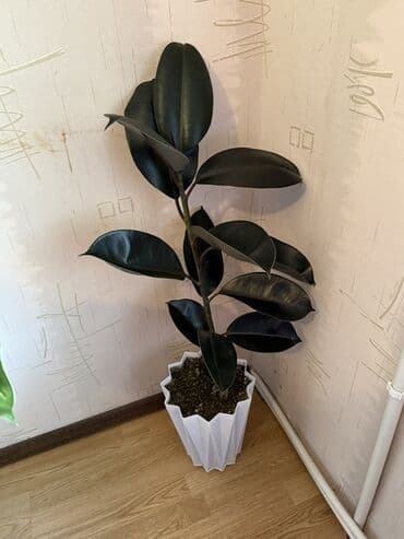 Buket güllər: Fikus elastika (rezin ağacı) – dekorativ otaq bitkisi - Növ: Ficus — 2