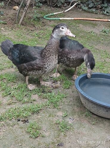 it dami satilir: Zümrüdü lal ördək,biri ərkey biri dişidi.4 ayliqdi.Ev heyvaniditam — 5