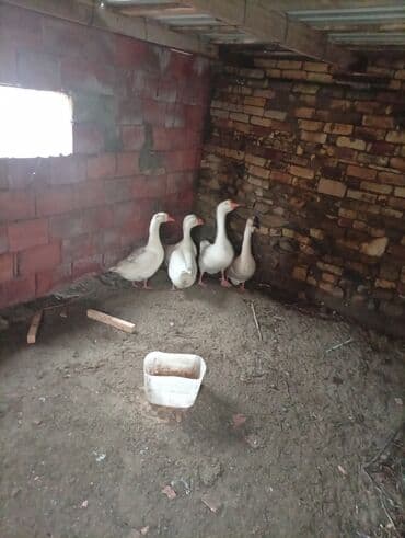 Digər heyvanlar: Salam qazdar satılır 2erkek3disidi super heyvanlardi — 7