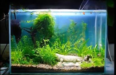 фильтр для аквариума: Şüşə akvarium Akvariumu istəyə görə boş yaxud bitki və canlılarla — 4