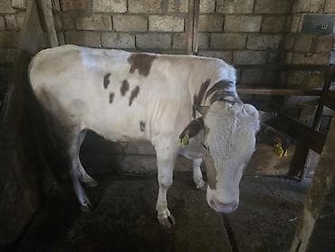 sarı dana: Məhsul: Dana/öküz (ətli heyvan) Təsvir: - Şəkillərdə iri cüssəli — 4