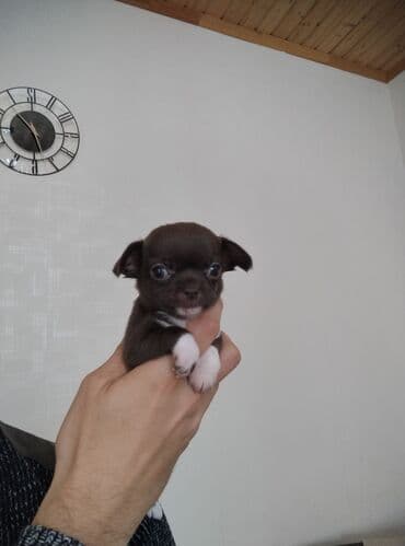 чихуахуа цена в баку: Чихуахуа, 2 месяца, С родословной, Самовывоз — 3