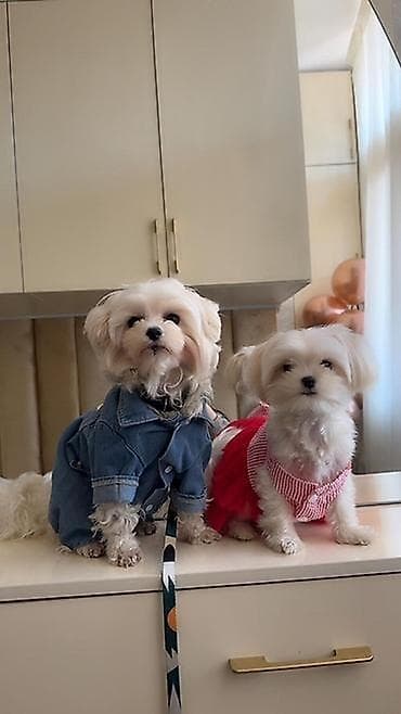 Heyvanlar üçün mallar: Maltipoo balaları – mini ölçülü, ağ rəngli, ipək kimi tüklü. Kompakt — 1