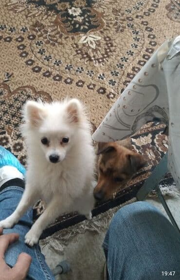 coban iti balasi: Şpitz, 1 ay, Dişi, Peyvəndli, Pulsuz çatdırılma — 2