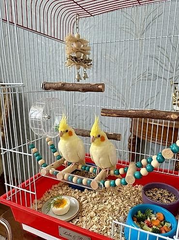 bulbul satışı: Satliq erkek korella var real alicilar narahat elesin asagi yeri — 1