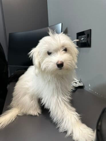 itlər satışı: Malta bolonka, 4 ay, Dişi — 3