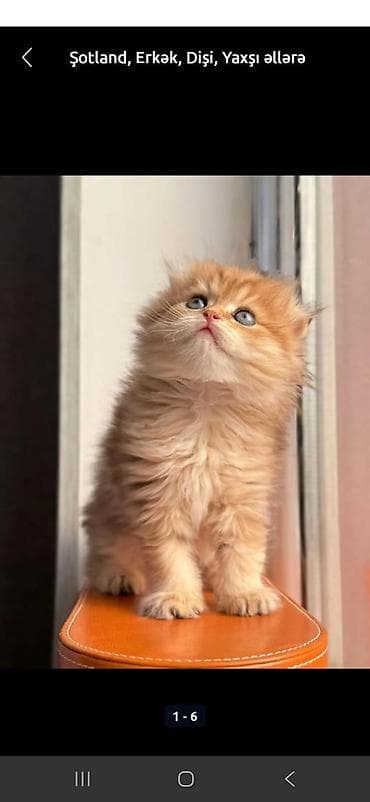 шотландские котята в добрые руки: Шотландская, Самец, В добрые руки — 1