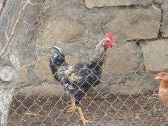 Inəklər, öküzlər: 9aylıq xoruzlar satılır — 3