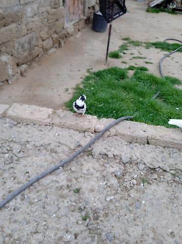 Птицы: Kövən balalardı əsl üçurtmaqüçün biri 5 manatdır — 7