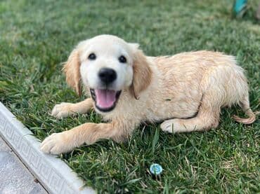 golden retriever qiyməti: Retriever, 2 ay, Erkek — 7