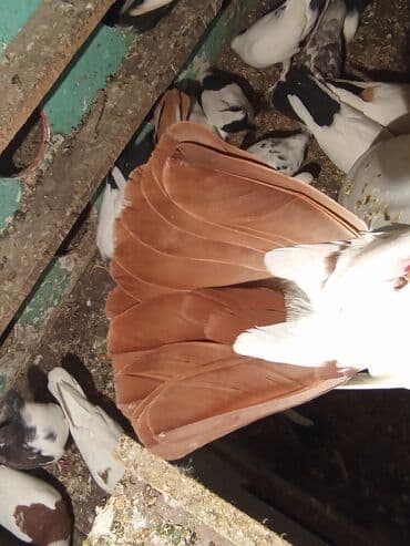 ucuz göyərçinlər: Qırmızı boyun qırmızı quyruq 2 eded ikisidə qızğın erkek,Sarı boyun — 7