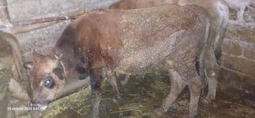 dana qiyməti xaçmaz: Erkək, il: 2, 120 kq, Ətlik, Ünvandan götürmə — 3