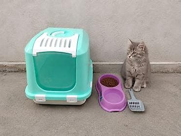 Ev pişiyi üçün starter dəsti Tərkib: - Qapılı, filtrli qapalı qum — 1