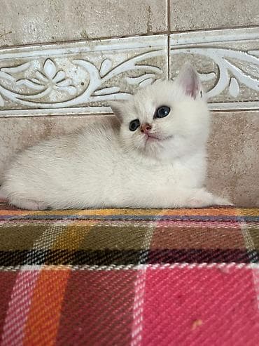 kangal satisi: Şinşilla, Erkək, Dişi — 5