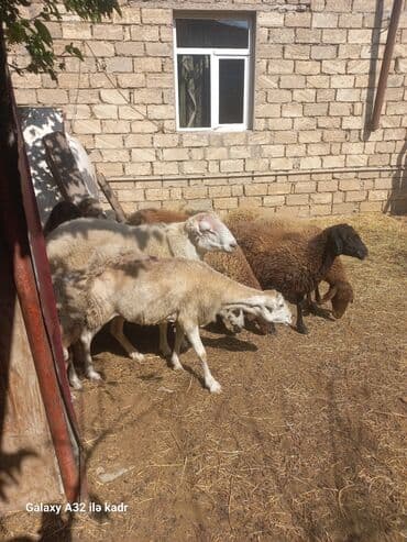 heyvan bazari inekler: Fermada yetişdirilmiş, müxtəlif rənglərdə olan qoyunlar. Sağlam və — 3