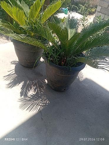 Bitki: Cycas revoluta (Saqo xurması) – qablarda Təsvir: - Tropik
