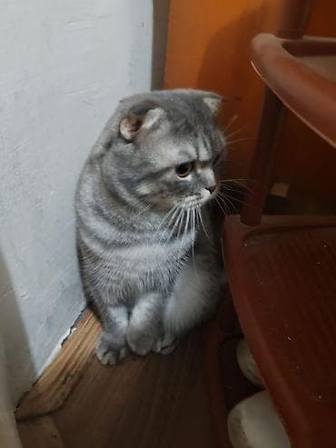 cat: Britan yastı qulaq, Erkək, Yaxşı əllərə, Pulsuz çatdırılma — 2