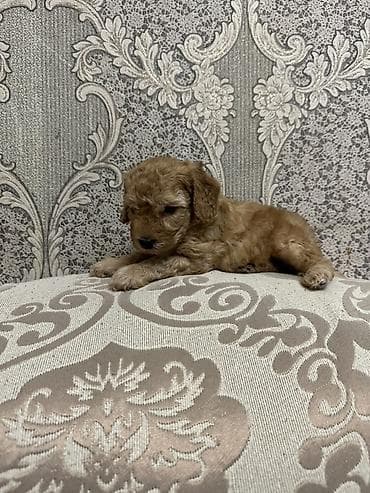 poodle: Pudel, Erkek, Ünvandan götürmə, Ödənişli çatdırılma — 3