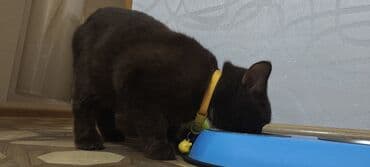 İtlər: Britan, Erkək, Yaxşı əllərə, Ünvandan götürmə — 8