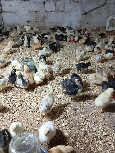 Toyuq cücələri, Ətlik